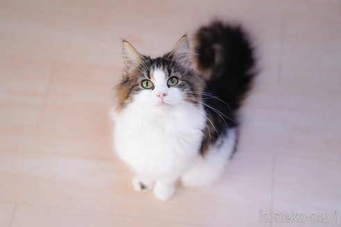 成約済の愛知県のノルウェージャンフォレストキャット-104237の3枚目
